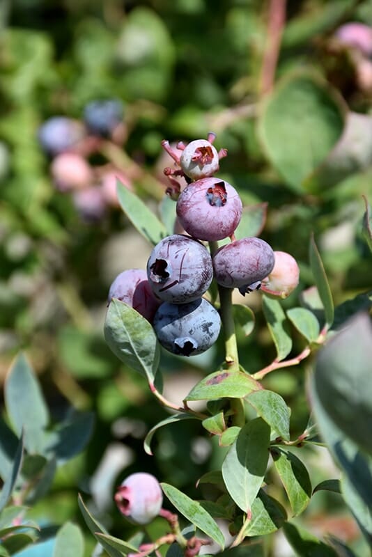 Vaccinium 'Pink Icing™' Blueberry