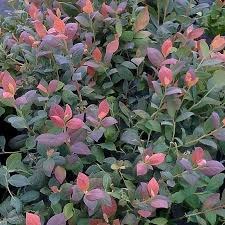 Vaccinium 'Pink Icing™' Blueberry