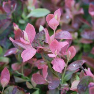 Close-up of a Vaccinium 'Pink Icing™' Blueberry in a 6" pot, highlighting its vibrant pink and green foliage that offers an eye-catching blend of colors and textures.