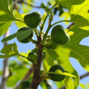 A Ficus 'Cape White' Fig in an 8" pot showcases multiple green figs and lush, large leaves against a clear blue sky.