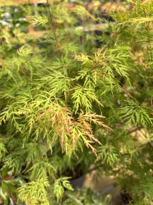Close-up of the delicate, feathery green leaves of the Acer 'Butterfly' Japanese Maple in a 16" pot, with some leaf tips tinged with red.