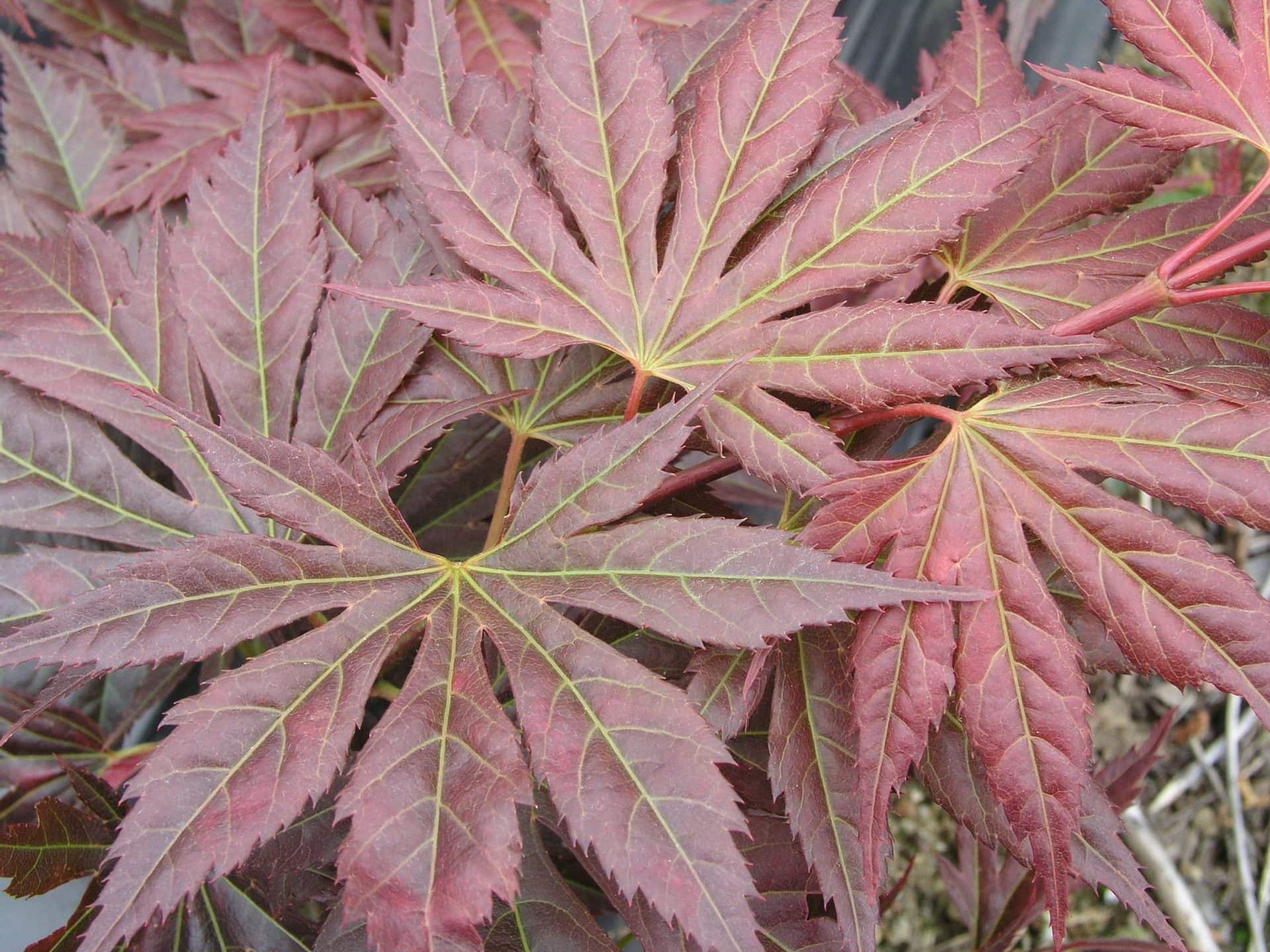 A close-up of Acer 'Mirte' Japanese Maple leaves in red and green, highlighting their veins and showcasing the intricate beauty of this plant.