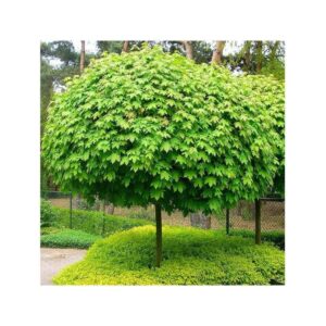 The Acer platanoides 'Globosum' Designer Maple Standard, 1.2M in a 13" pot, has a dense, vibrant green dome shape and is set among lush greenery with a wire fence in the background.