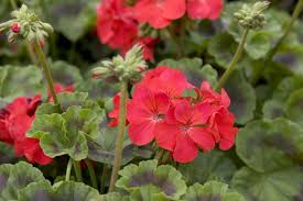 Close-up of vibrant flowers from the Geranium 'Apache Scarlet' 3" Pot surrounded by lush green leaves.