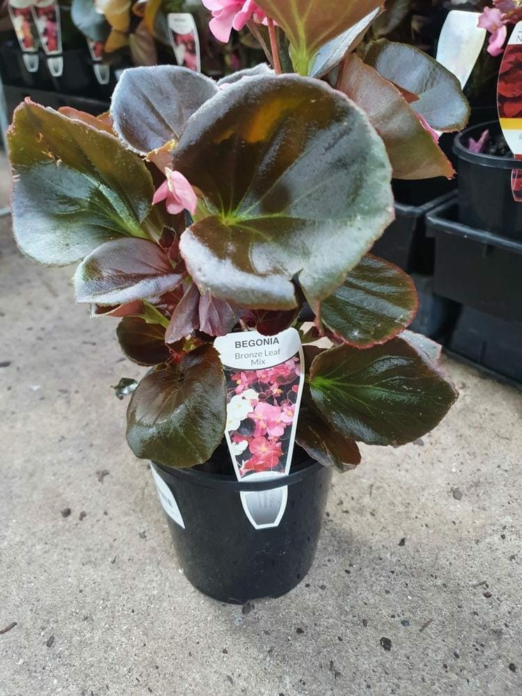 Begonia 'Bronze Leaf' 6" Pot