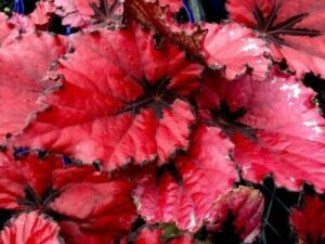 Close-up of the vibrant red Begonia rex 'Kotobuki' leaves, featuring dark star-like patterns and serrated edges, ideal for showcasing in a 6" pot.