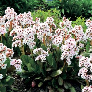 A garden close-up highlights pink Bergenia flowers with broad green leaves and small pink blooms on tall stems, prominently featuring the Bergenia 'Fire and Ice' 6" Pot variety, which adds a striking contrast as they flourish.