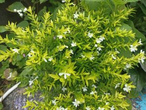 Cuphea 'Mad Hatter White' 6" Pot