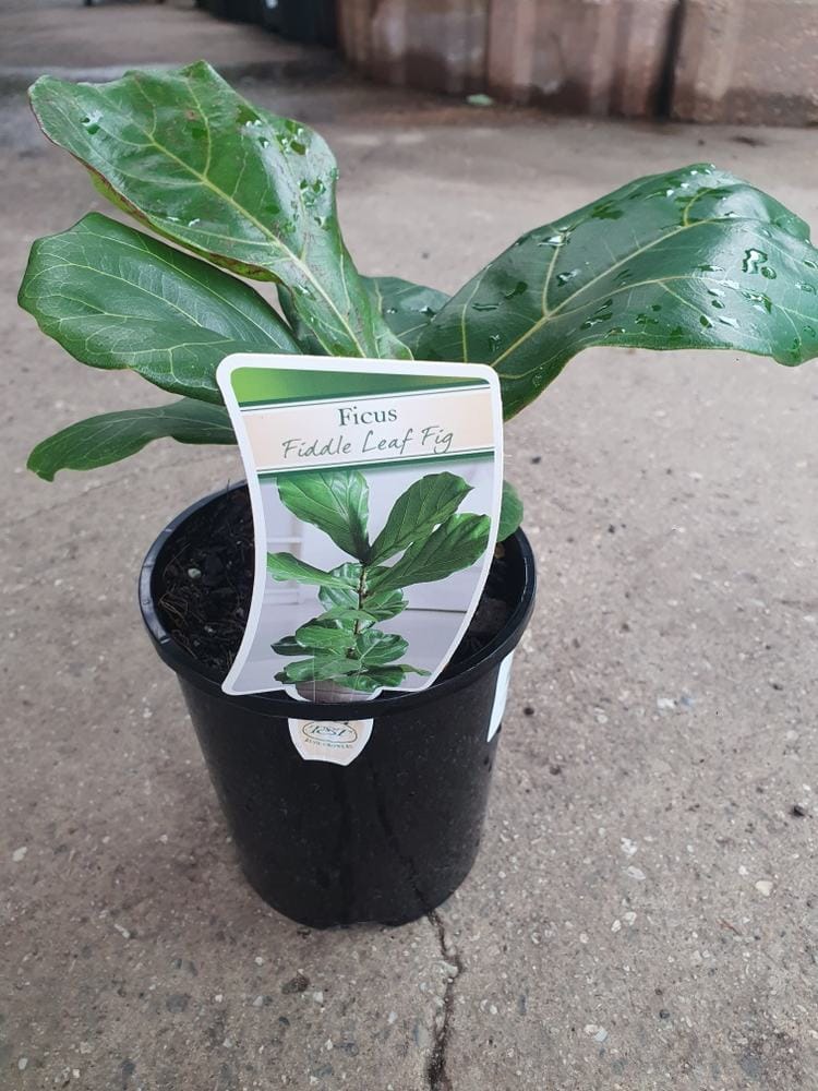 Ficus 'Fiddle Leaf Fig' 6" Pot