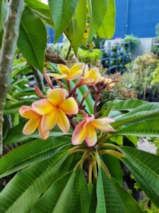 Plumeria 'Frangipani' Assorted 1.5m 16" Pot