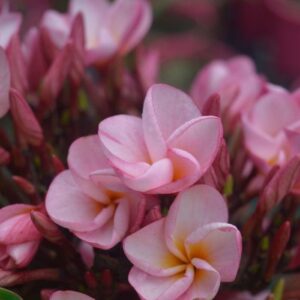 A close-up of Plumeria 'Cherry Clusters' Frangipani in an 8'' Pot, showcasing vibrant pink flowers with sunny yellow centers, surrounded by clusters of pink buds and lush green leaves.