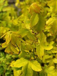 Close-up of an Acer 'Golden Trident Maple' in its 13" pot, highlighting its yellow leaves with some brown edges, set against a blurred green and yellow background.