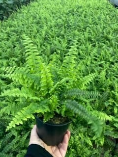 Nephrolepis 'Blue Bell' Boston Fern 6" Pot