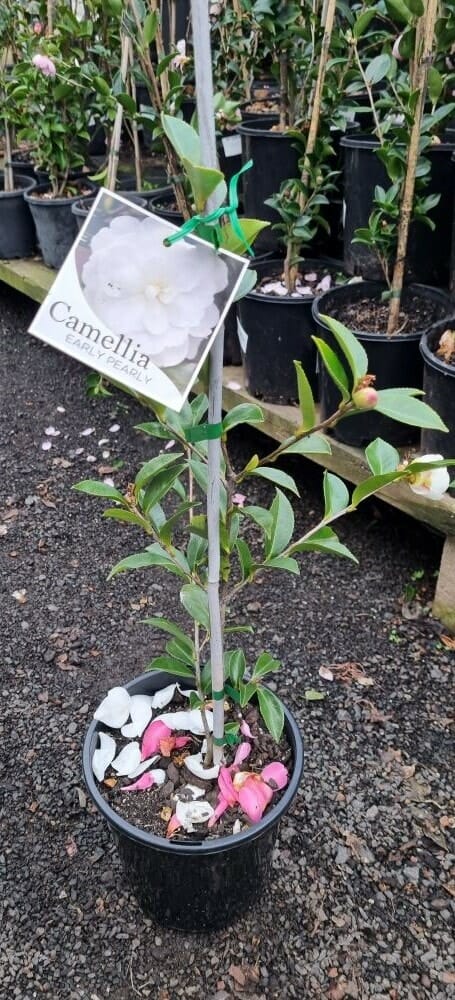 Camellia sasanqua 'Early Pearly' 8" Pot