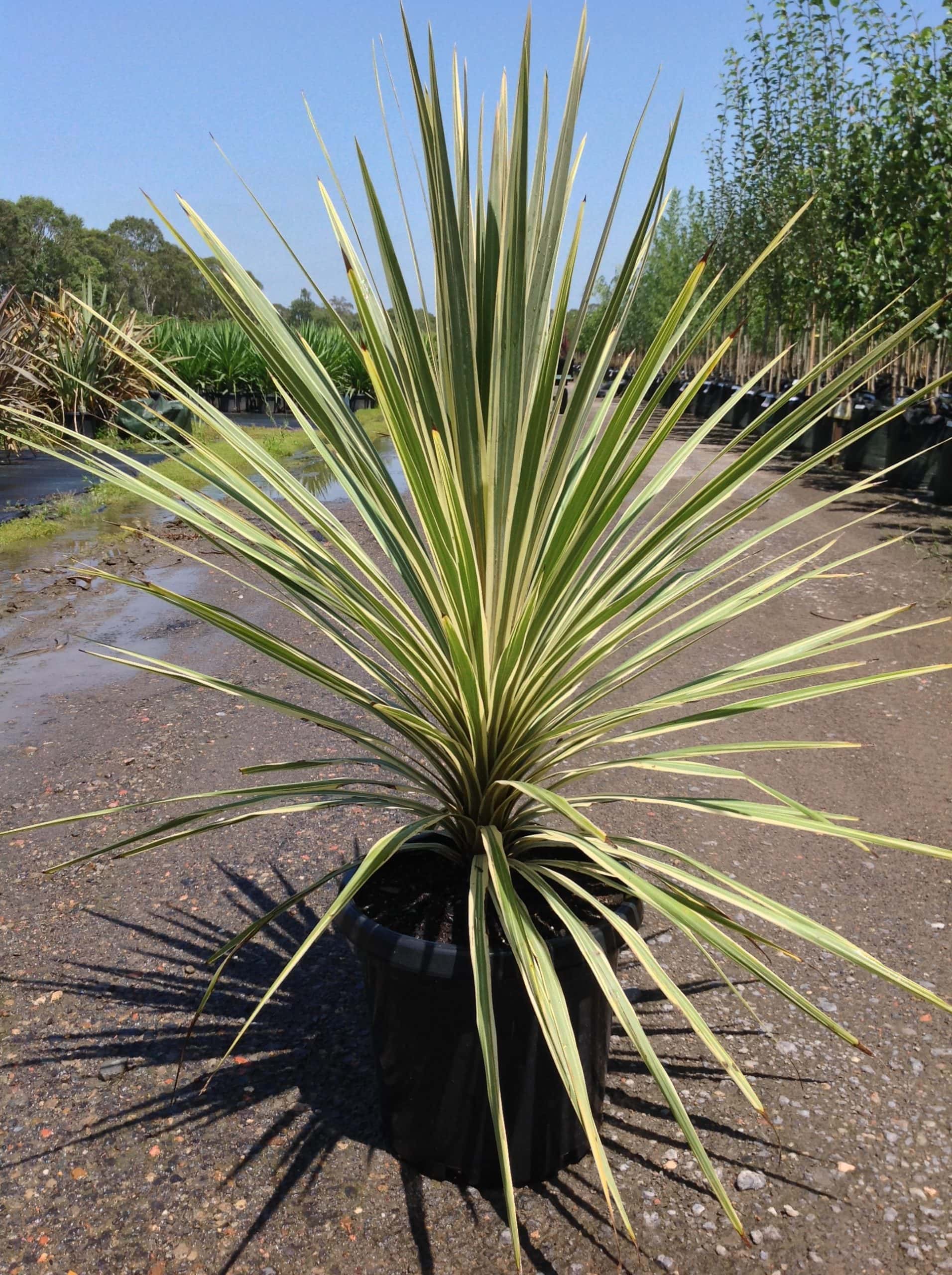 Cordyline 'Torbay Dazzler' 12" Pot