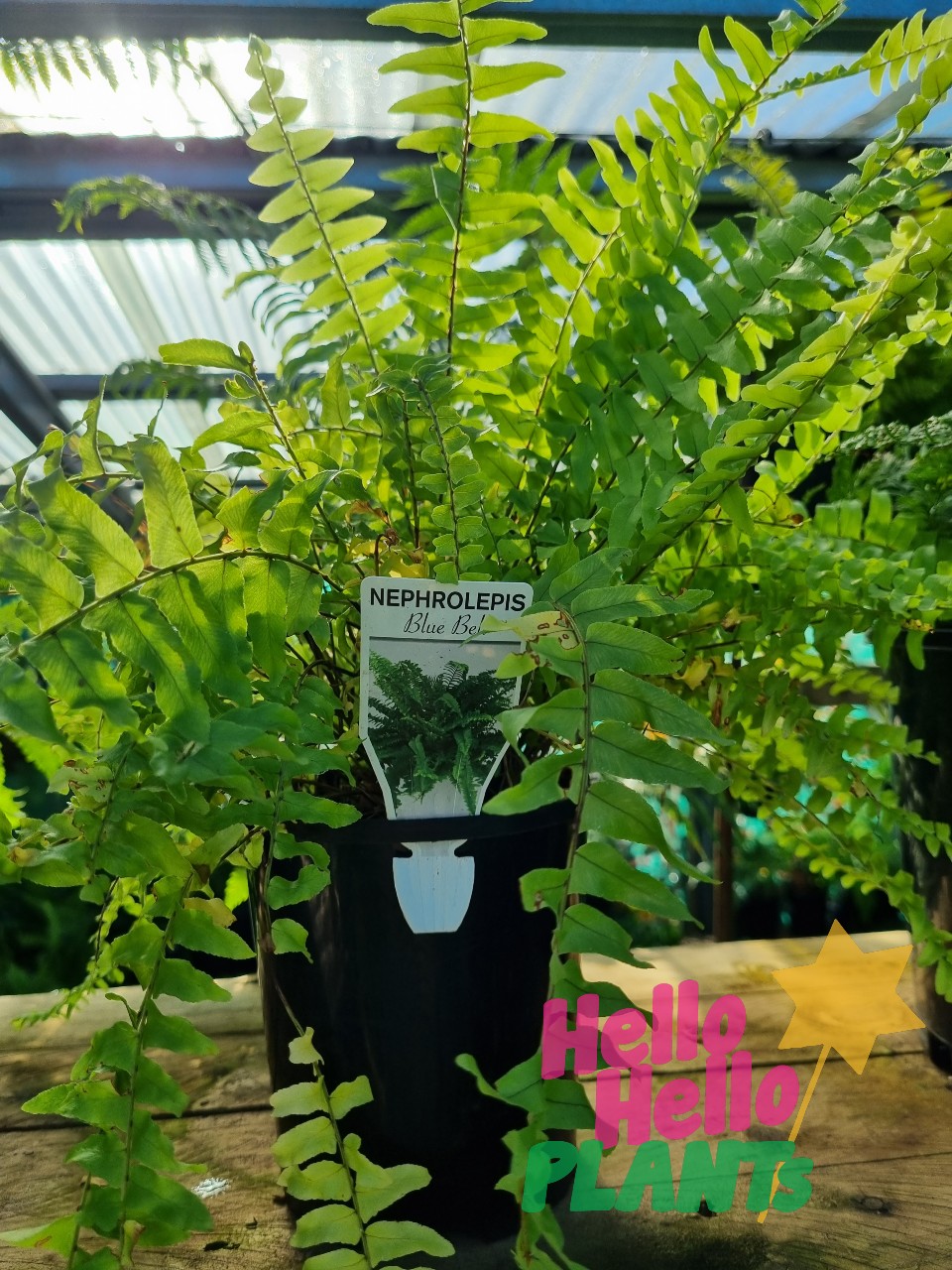 Nephrolepis 'Blue Bell' Boston Fern 6" Pot