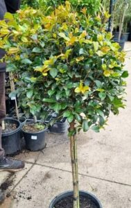 A Syzygium 'Resilience' Lilly Pilly Standard 12" Pot with a round, dense canopy of green and yellow-tinted leaves stands on a paved outdoor surface among other plants.