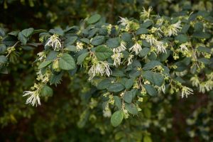 Loropetalum 'Bobz White' 7" Pot
