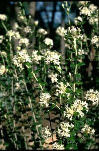 White flower clusters of Pimelea 'Round Leaf Rice Flower' bloom on green leafy stems in an 8" pot, creating a serene allure against a blurred natural background.