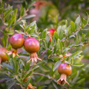 Close-up of unripe Punica 'Dwarf' Pomegranates in an 8" pot, hanging from a tree branch with green leaves, highlighting the natural beauty.