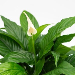 The Spathiphyllum 'Sweet Chico' Peace Lily boasts glossy green leaves and a single white bloom, beautifully set against a white background. This elegant plant is offered in a convenient 4" pot, ideal for bringing tranquility to any space.