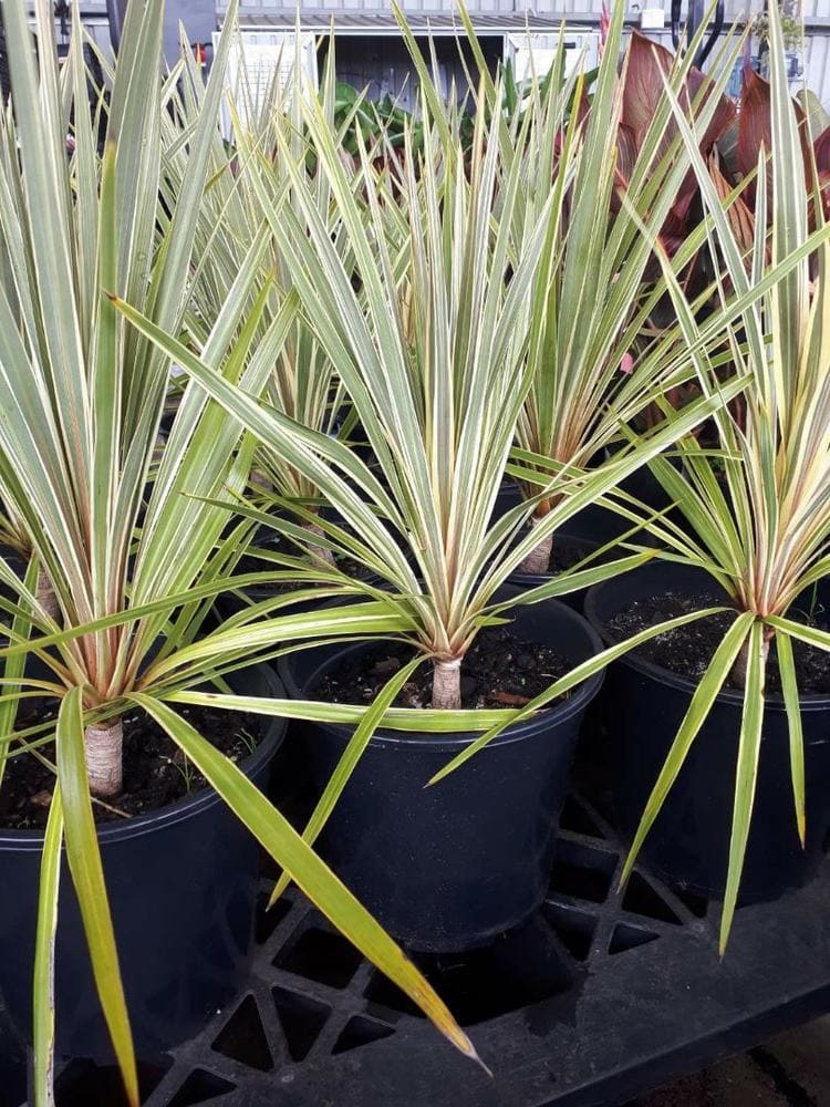 Cordyline 'Torbay Dazzler' 12" Pot