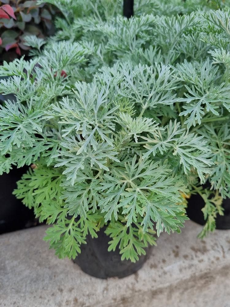 Artemisia 'Powis Castle' Wormwood 4" Pot