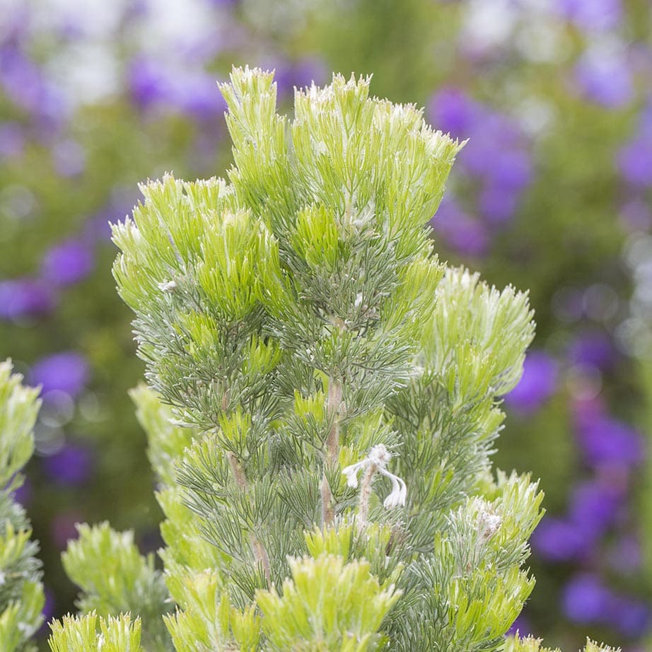 Adenanthos 'Platinum' PBR Woolly Bush 6" Pot