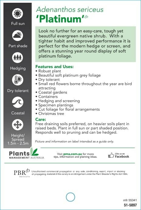 Adenanthos 'Platinum' PBR Woolly Bush 6" Pot