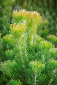 A close-up of green pine leaves with yellow tips, highlighting their detailed texture and bright colors, similar to the Adenanthos 'Platinum' PBR Woolly Bush in a 6" pot.