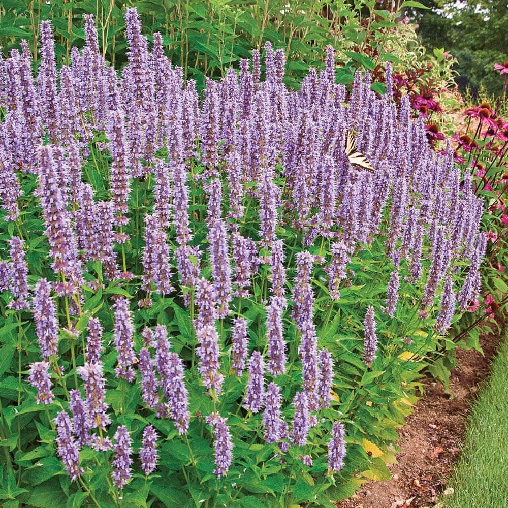 Agastache 'Blue Fortune' 6" Pot