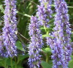 The Agastache 'Blue Fortune' 6" Pot features a close-up of light purple flowers with spiky petals, surrounded by lush green leaves.
