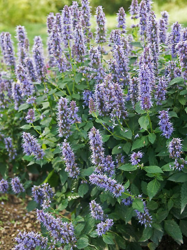 Agastache 'Blue Fortune' 6" Pot