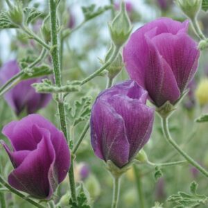 Close-up of Alyogyne 'Ninbella Purple' Native Hibiscus flowers with mauve closed petals and lush green foliage in the background, available in a 6" pot.
