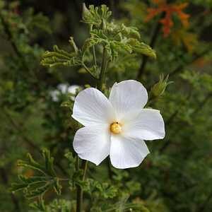 The Alyogyne 'White Gem' Native Hibiscus, fit for a 6" pot, features a white flower with a yellow center and is encircled by lush green leaves, adding elegance to any space.