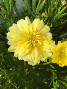 Close-up of a vibrant yellow chrysanthemum, reminiscent of the Argyranthemum 'Angelic™ Maize' Marguerite Daisy 6" Pot, with beautifully layered petals surrounded by lush green leaves.