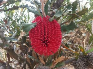 The Banksia caleyi 'Red Lantern' in a 6" pot features vibrant red, spiky flowers surrounded by jagged green leaves and dried foliage, offering unique beauty to any garden.
