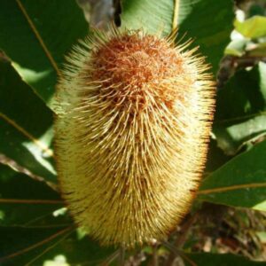 Close-up of a spiky Banksia robur 'Swamp Banksia' flower in a 6" pot, surrounded by lush green leaves.