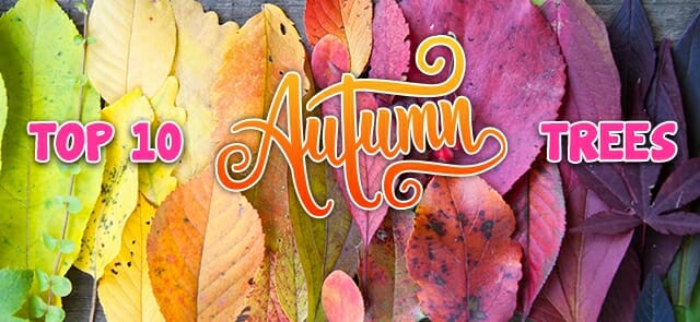 Top 10 Autumn Trees for colour in Melbourne and Victoria