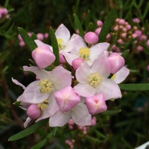 Close-up of pink and white Boronia flowers with green linear leaves in a 6" pot labeled 'Sunset Serenade,' surrounded by blurred foliage.