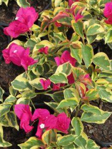 The Bougainvillea 'Raspberry Ice' in an 8" pot features bright pink bracts and green-yellow leaves, making it ideal for a vibrant garden.