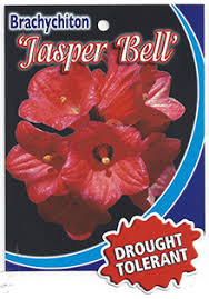 Brachychiton 'Jasper Bells' 16" Pot