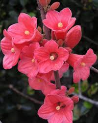 A Brachychiton 'Jasper Bells' in a 16" pot showcases vivid pink, trumpet-shaped flowers with yellow centers on a single stem against a blurred leafy backdrop.