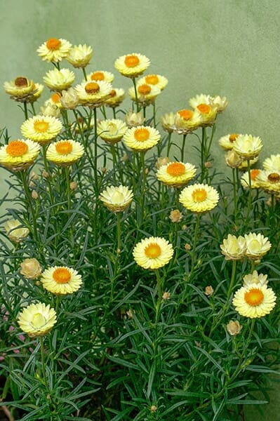 Bracteantha 'Daisy Fields Gold' Native Paper Daisy 6" Pot