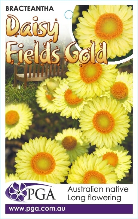 Bracteantha 'Daisy Fields Gold' Native Paper Daisy 6" Pot