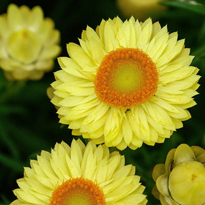Close-up of vibrant yellow Bracteantha 'Daisy Fields Gold' Native Paper Daisy in a 6" pot, showcasing orange centers and layered petals against lush green foliage.
