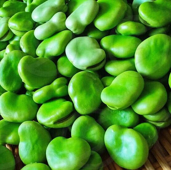 Freshly harvested Vicia 'Broad Bean' ready for planting in a 4" pot, perfect for garden enthusiasts.