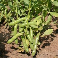 Vicia 'Broad Bean' 4" Pot