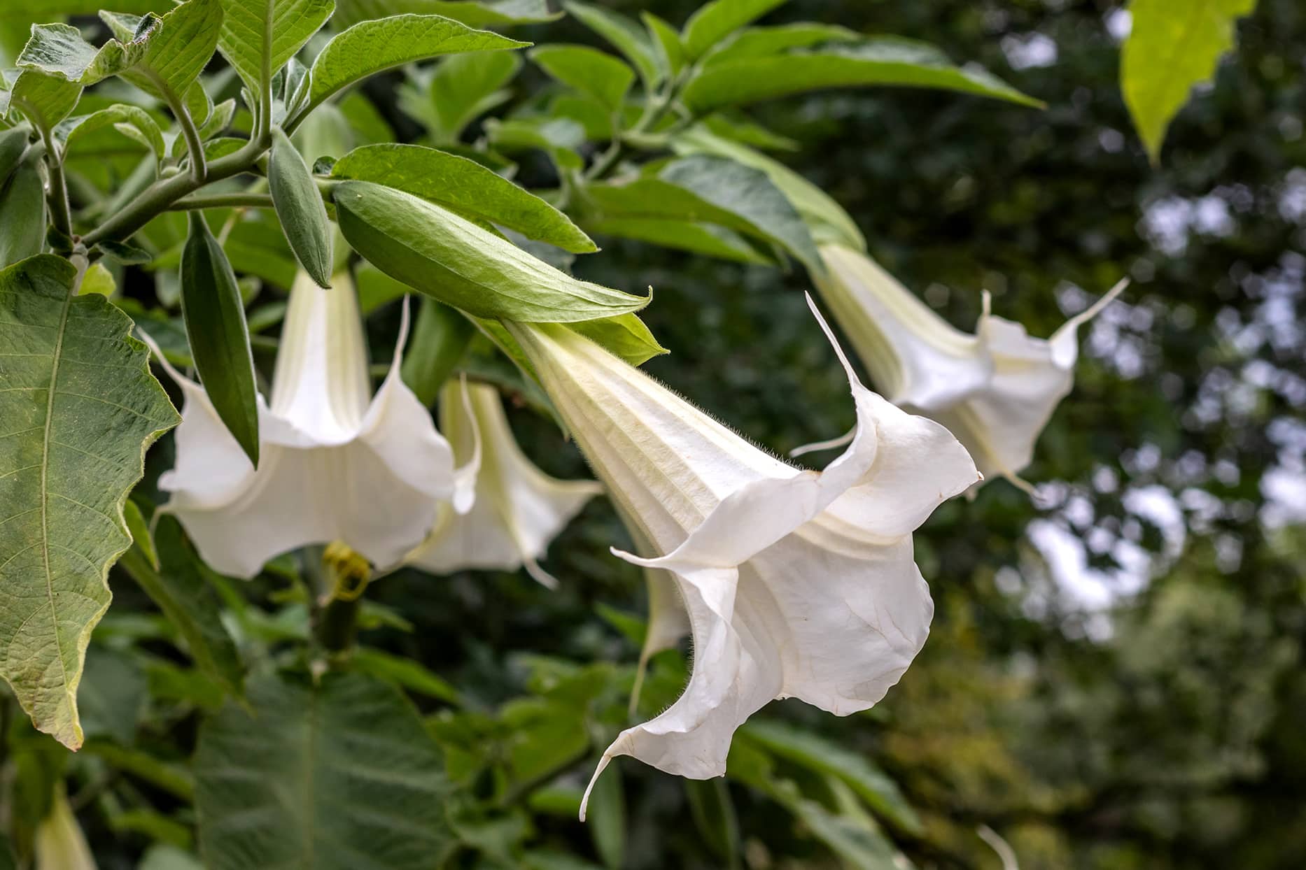 Brugmansia 'Double White' Angel's Trumpet