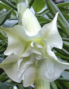The Brugmansia 'Double White' Angel's Trumpet, with its stunning ruffled double white petals, gracefully unveils its beauty amid lush green leaves.